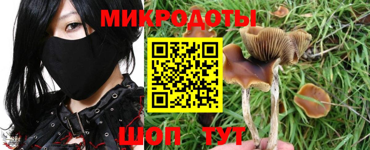 Владивосток  Галлюциногенные грибы Psilocybine cubensis  Вход с VPN 